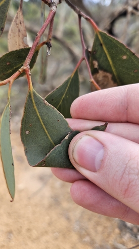 Eucalyptus decipiens, photograph 3