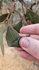 Eucalyptus decipiens, photograph author not stated, no rights reserved