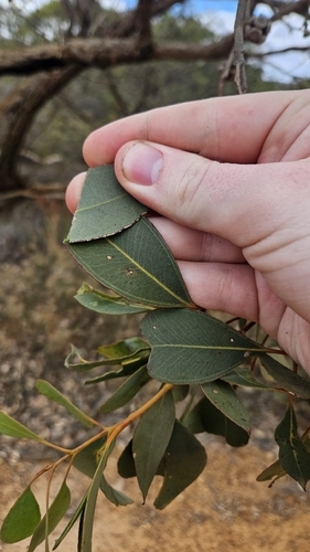 Eucalyptus decipiens, photograph 4