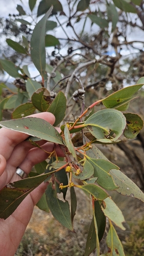 Eucalyptus decipiens, photograph 5