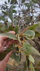 Eucalyptus decipiens, photograph author not stated, no rights reserved