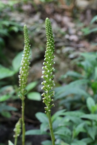 Bottlebrush Orchid (Goodyera procera)