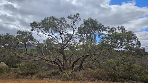 Eucalyptus decipiens, photograph 6