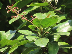 Buchanania arborescens
