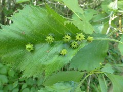 Dasineura crataegibedeguar