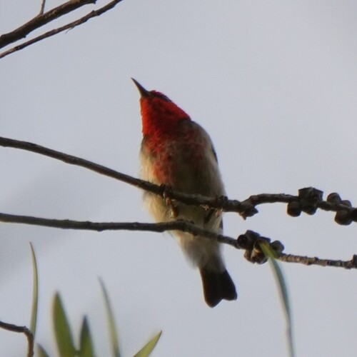 Scarlet Myzomela (Myzomela sanguinolenta), photo 4