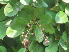 Buchanania arborescens