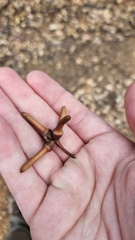 Eucalyptus talyuberlup