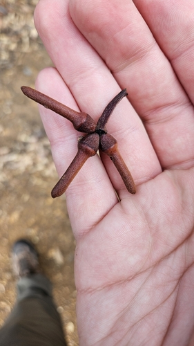 Eucalyptus talyuberlup, photograph 2