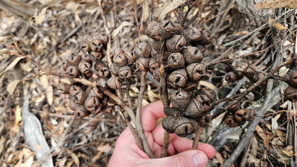 Eucalyptus talyuberlup; photograph author not stated, no rights reserved