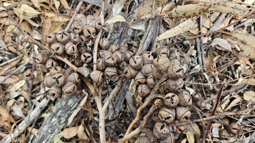 Eucalyptus talyuberlup, photograph 5