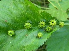 Dasineura crataegibedeguar
