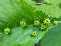 Dasineura crataegibedeguar