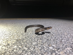 Nerodia fasciata × clarkii