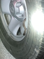 Nerodia fasciata × clarkii