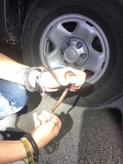 Nerodia fasciata × clarkii