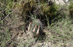 Echinopsis rhodotricha