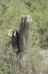 Echinopsis rhodotricha