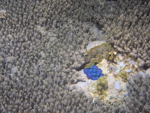 Tridacna crocea