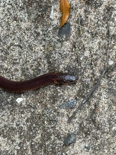 Sang's reed snake