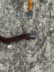 Sang's Reed Snake photo 2