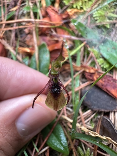 Bare-tip Wasp-orchid (Chiloglottis seminuda)