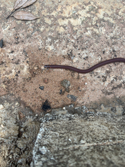 Sang's Reed Snake photo 1