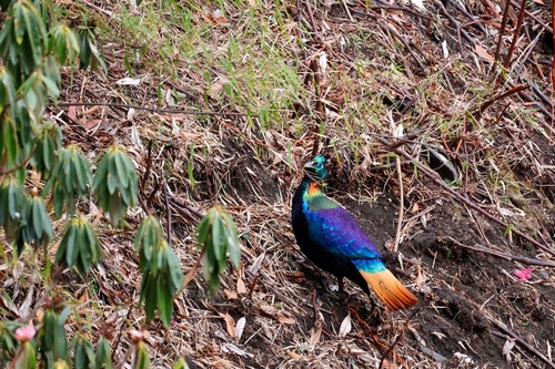 Himalayan Monal (Lophophorus impejanus), photo 9