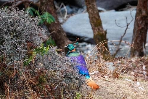 Himalayan Monal (Lophophorus impejanus), photo 10