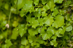 Hesperocodon hederaceus