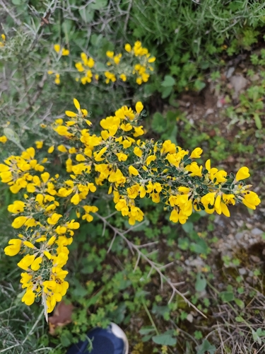 Avistamiento Calicotome villosa
