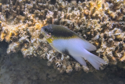 Dischistodus melanotus