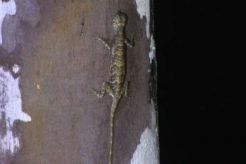 Draco quinquefasciatus, 2026-03-09