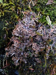 Peltigera pacifica