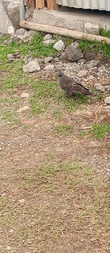 Dusky Turtle-Dove