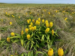 Bulbinella rossii