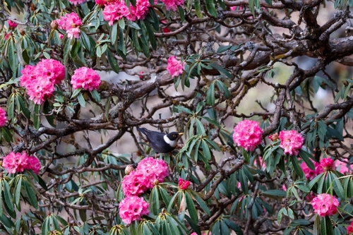 White-collared Blackbird (Turdus albocinctus), photo 7