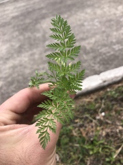 Torilis nodosa