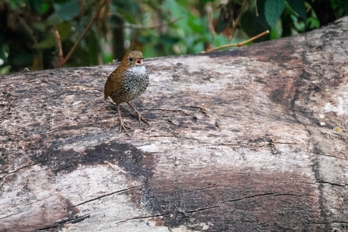 Scaly-breasted Cupwing (Pnoepyga albiventer)