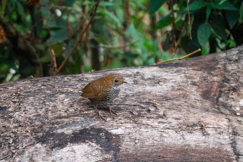 Scaly-breasted Cupwing (Pnoepyga albiventer), photo 3