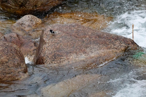 Little Forktail (Enicurus scouleri), photo 3