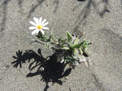 Noticastrum sericeum