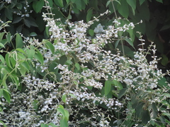 Congea tomentosa