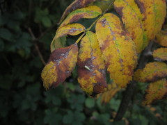 Podosphaera aucupariae