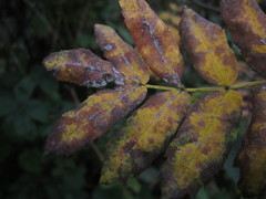 Podosphaera aucupariae