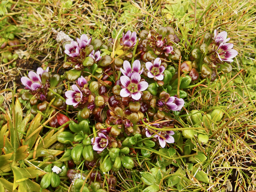 Image of Gentianella cerina by (c) Sue Carnahan, some rights reserved (CC BY)