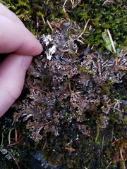Peltigera pacifica