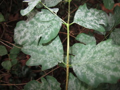 Erysiphe symphoricarpi