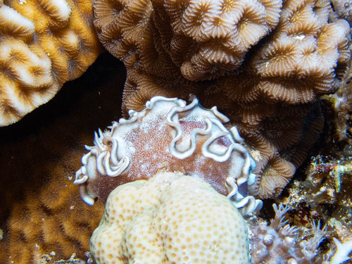 Glossodoris hikuerensis