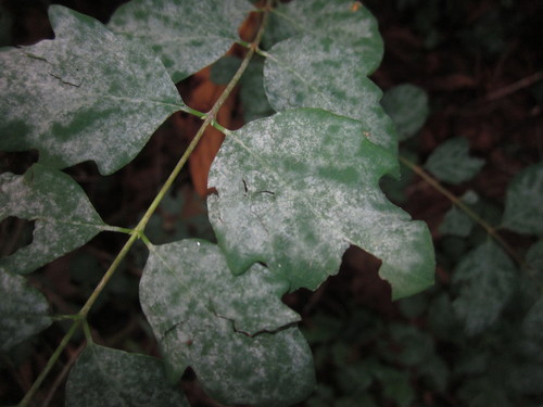 snowberry powdery mildew